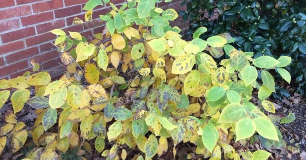 Common Problems & Pests