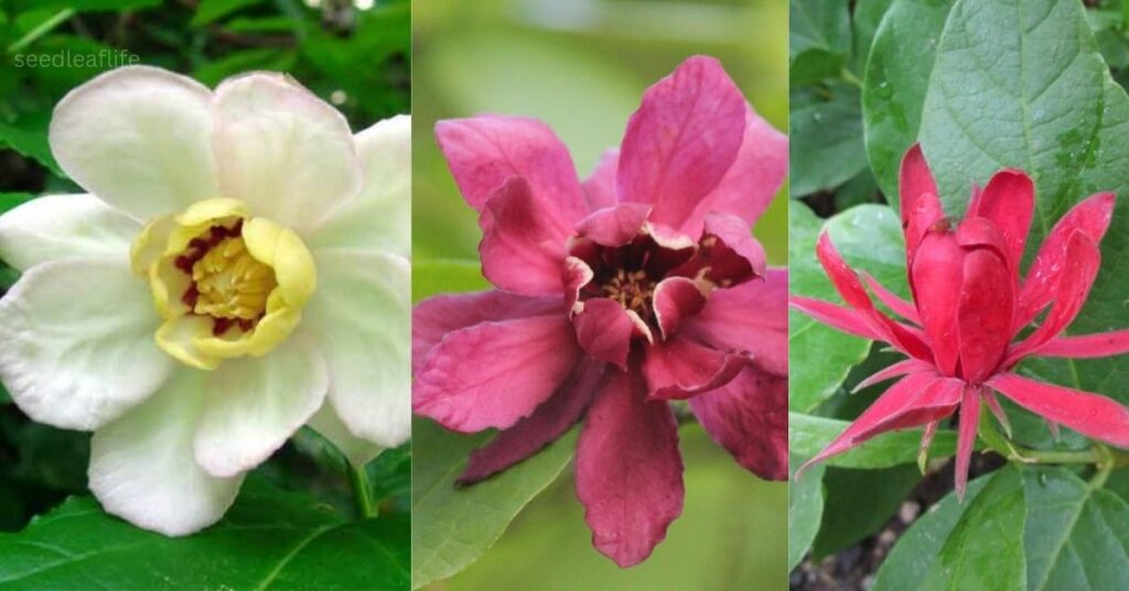 Popular Calycanthus Varieties