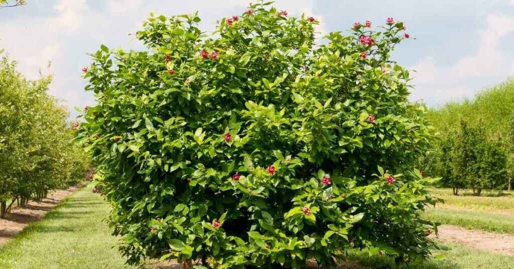 Landscaping Uses for Calycanthus