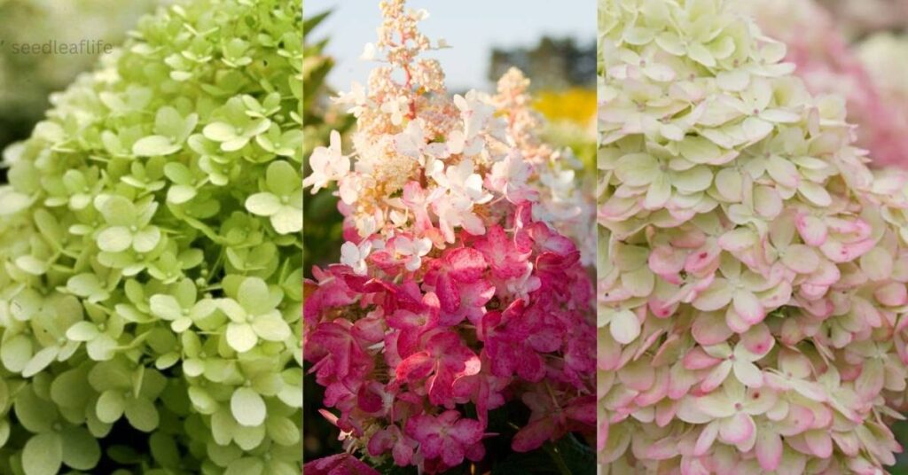 Panicle Hydrangea Tree