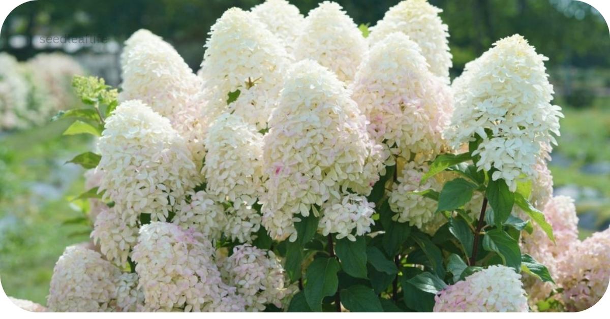 Panicle Hydrangea Tree Care: Easy Tips for Long-Lasting Flowers
