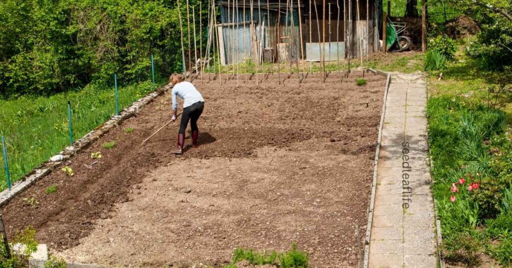 Preparing Your Garden for Purple Vegetables