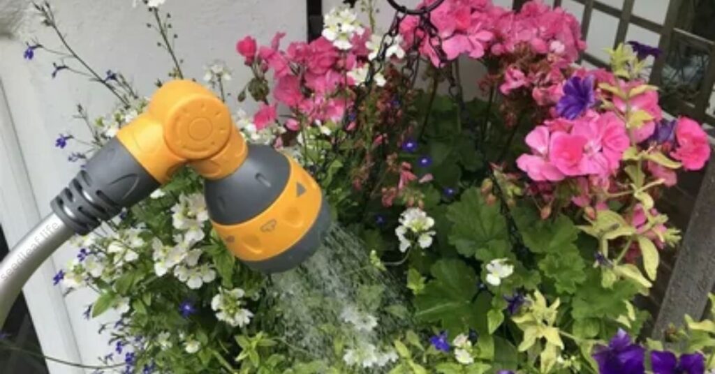 Watering Tips for Basket Planting