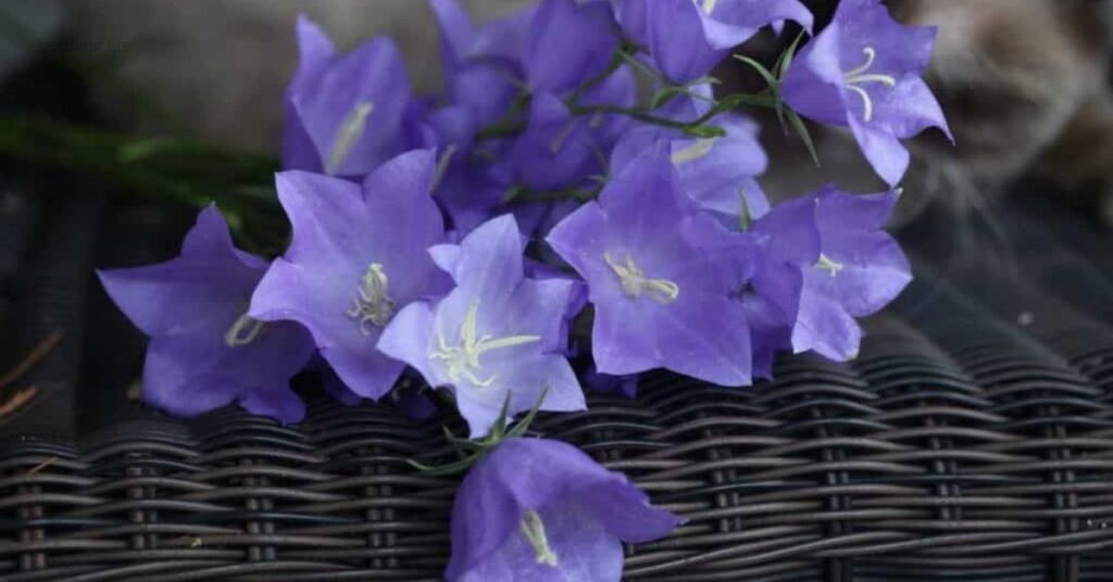 Bellflower plant