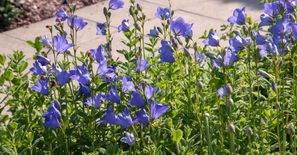Bellflower Plant