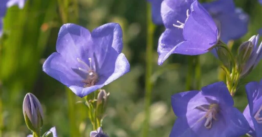 Benefits of Growing Bellflower Plants