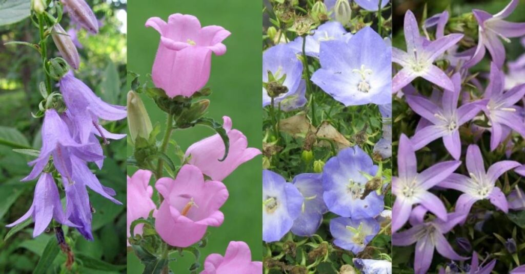 Popular Types of Bellflower Plants