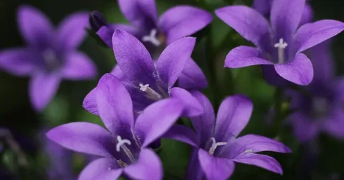Bellflower Plant: A Complete Guide to Growing, Caring, and Enjoying These Charming Blooms