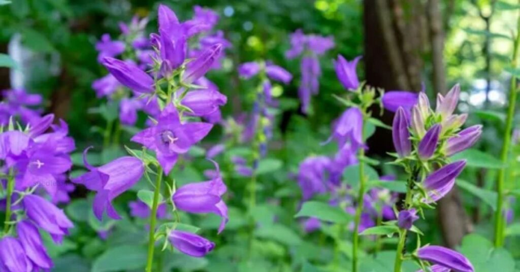 Ideal Growing Conditions for Bellflower Plants