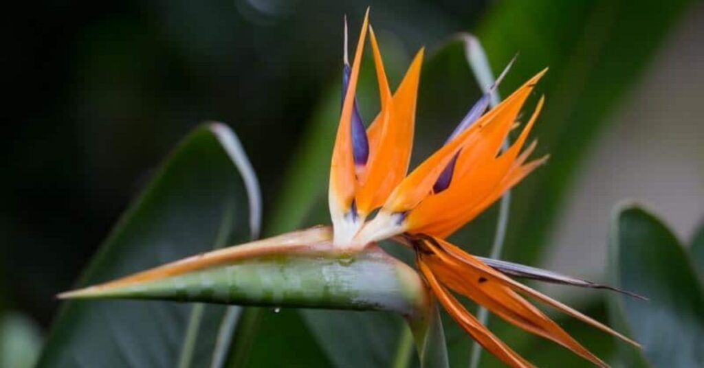 Ideal Light Requirements for Bird of Paradise Plant Care