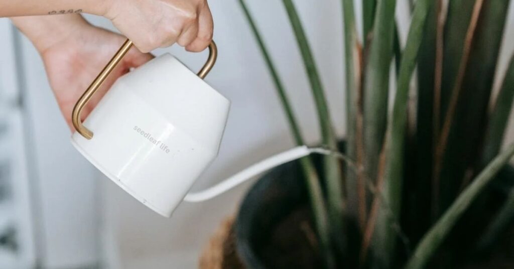 Proper watering is a key aspect of Bird of Paradise plant care