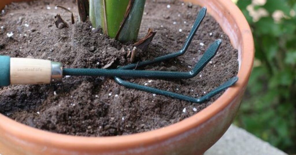 soil and potting mix is an essential part of Bird of Paradise plant care