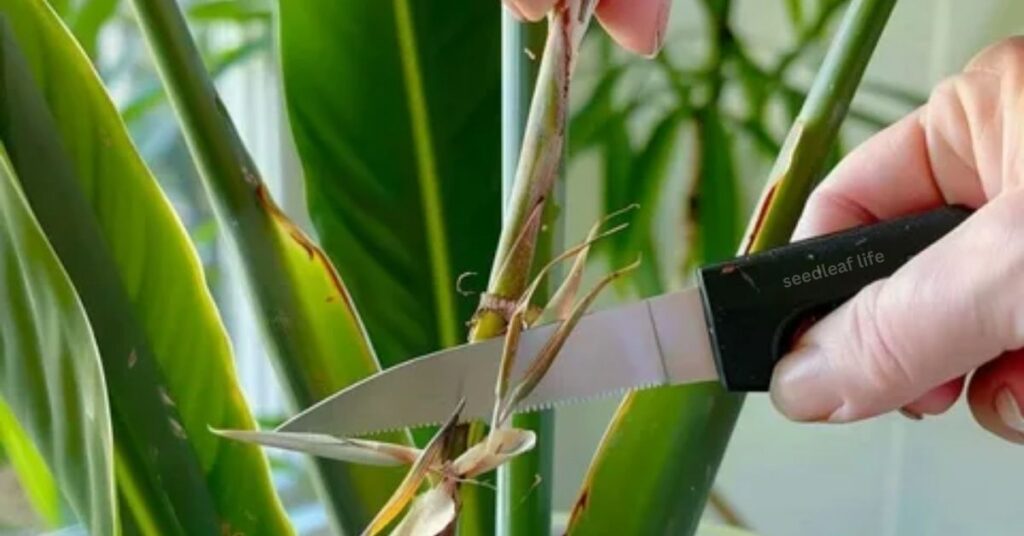 Bird of Paradise plant 