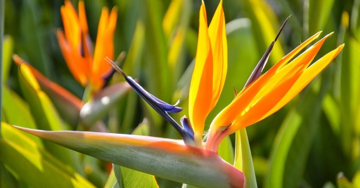 Bird of Paradise Plant Care: Essential Tips for a Green, Happy Plant