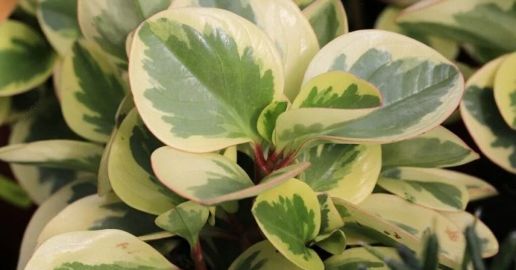 Caring for Peperomia