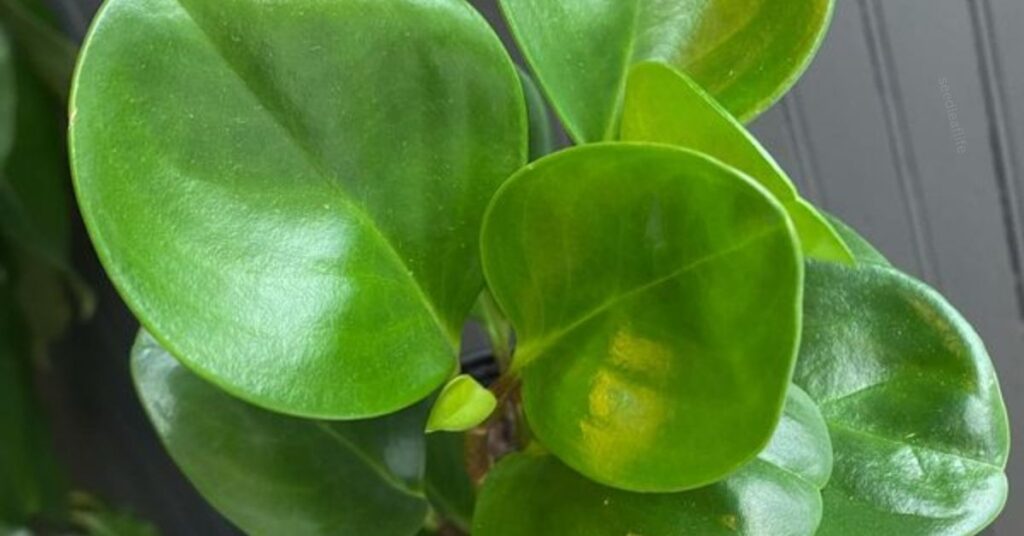 Caring for Peperomia