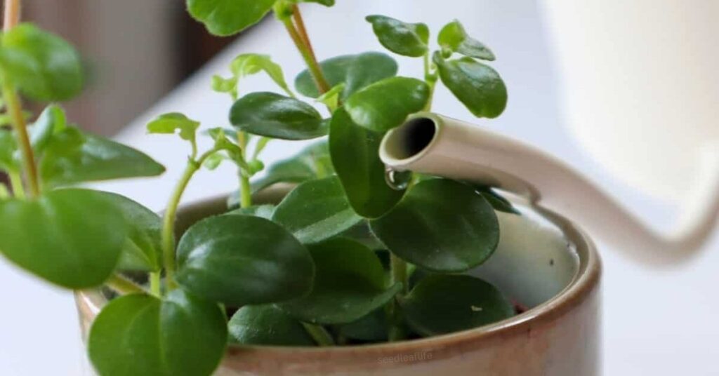 Watering Peperomia