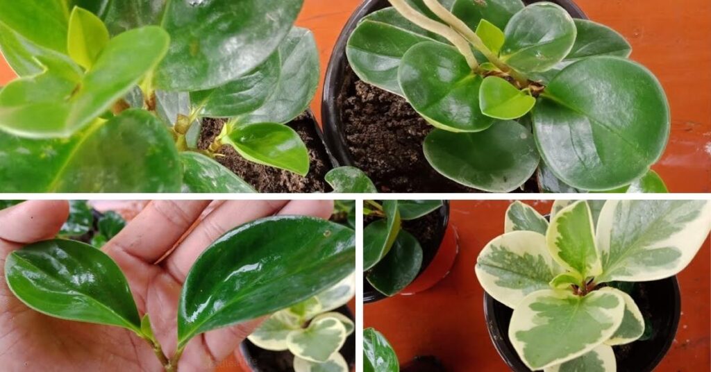 Propagate Peperomia