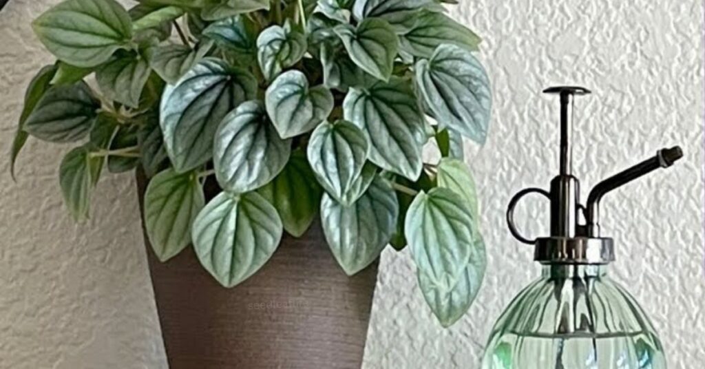 Indoor Care Tips for Peperomia
