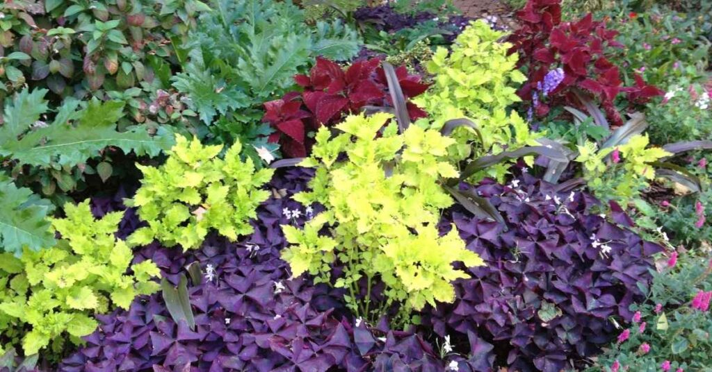 Choose the Right Shade Loving Shrubs