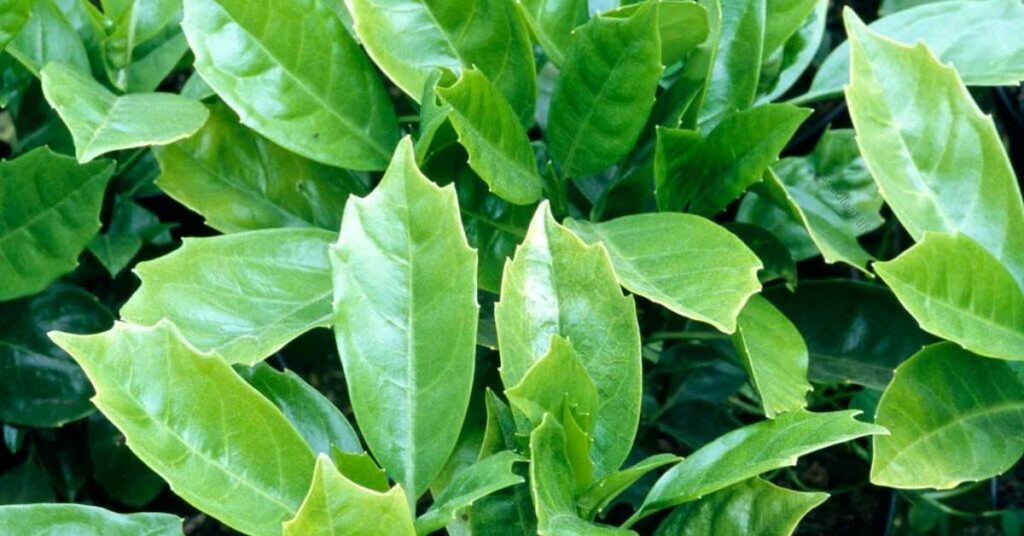 Evergreen Shade Loving Shrubs