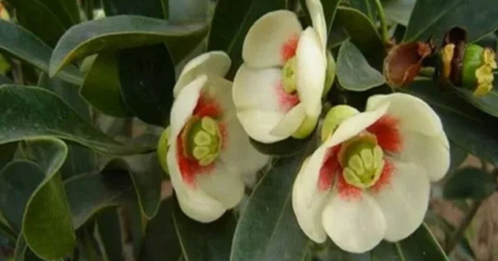 Fertilizing Clusia Plants