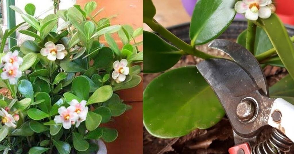 Pruning and Shaping Clusia Plant