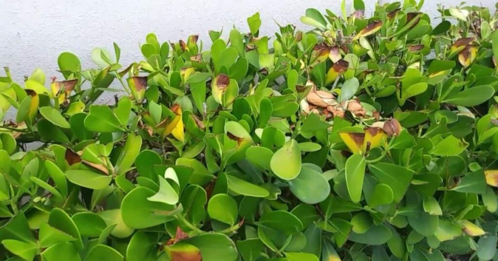 Common Clusia Plant Problems and Solutions
