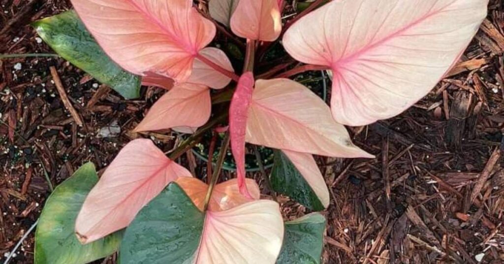 Attractive Tropical Foliage
