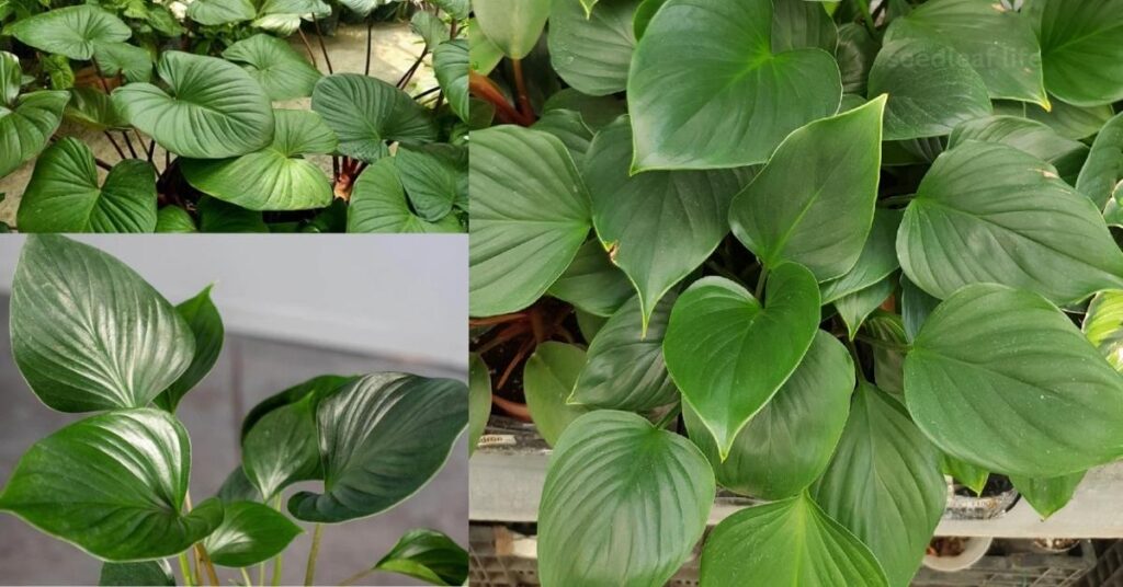 Popular Types of Homalomena