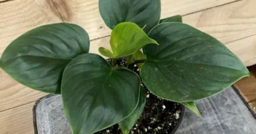 Ideal Growing Conditions for Homalomena
