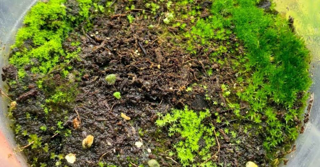 Common Mistakes That Slow Moss Growth
