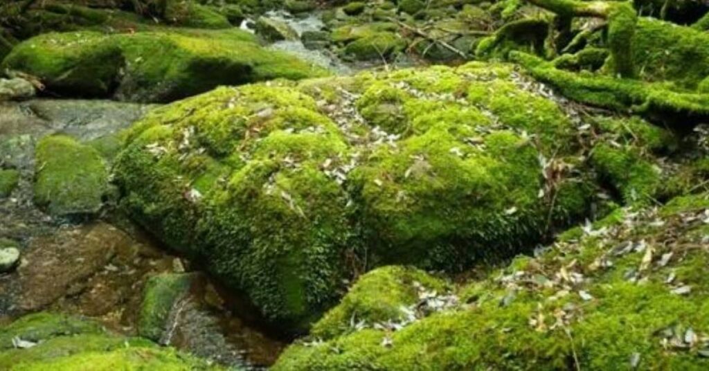 Grow Moss on Different Surfaces