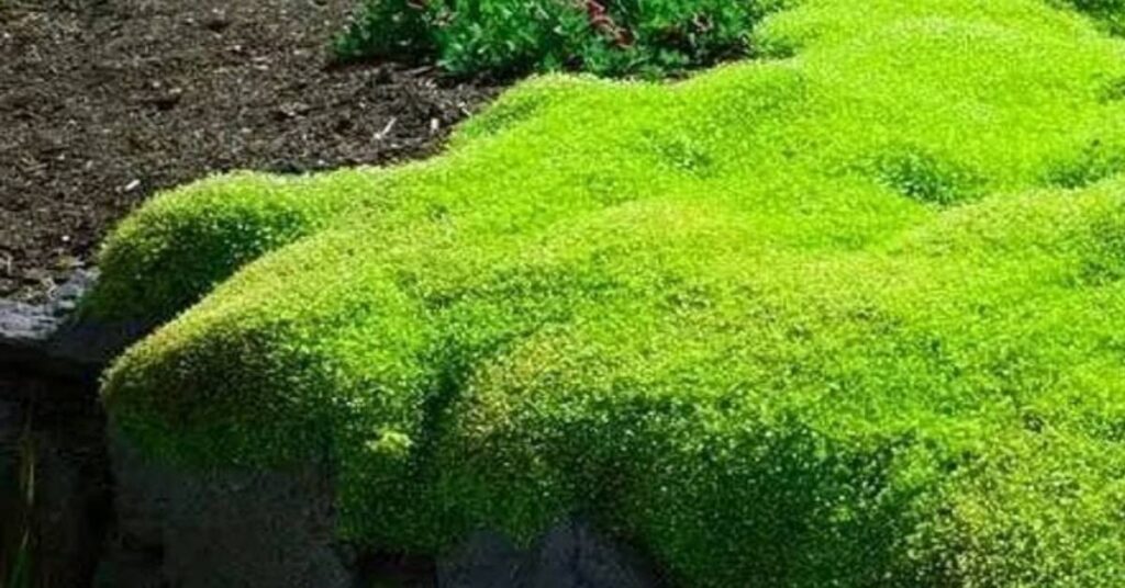 Best Conditions for Growing Moss Faster