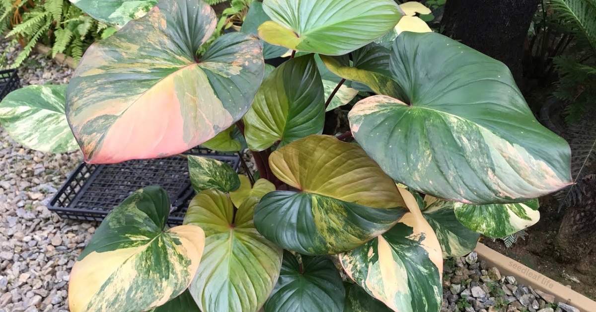 Homalomena Plant: A Complete Guide to Growing and Caring for This Tropical Beauty
