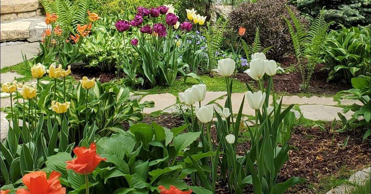 How to Plant Tulip Bulbs Successfully at Home – Step by Step Guide