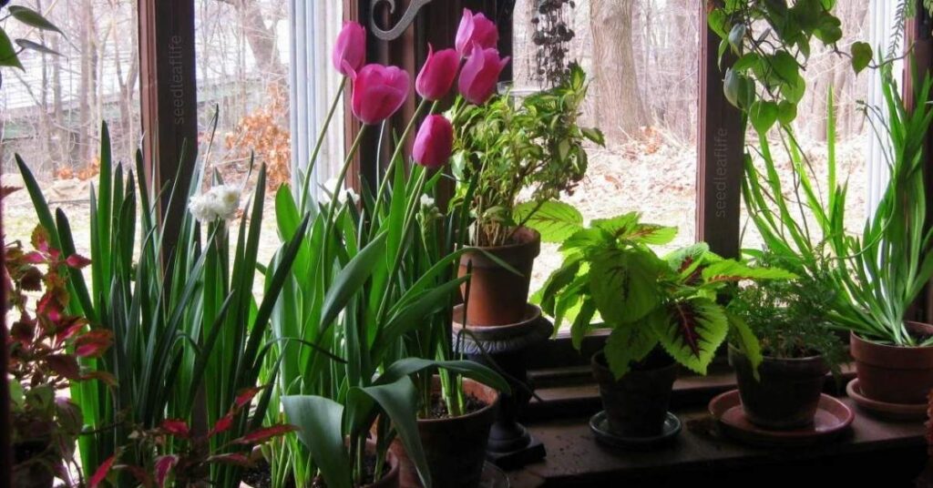 How to Plant Tulip Bulbs 