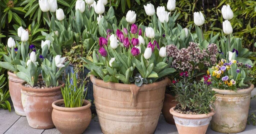 tulip bulbs can be successfully grown in pots at home