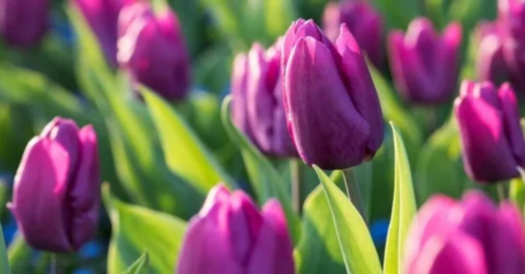 How Long Do Tulip Bulbs Take to Grow?