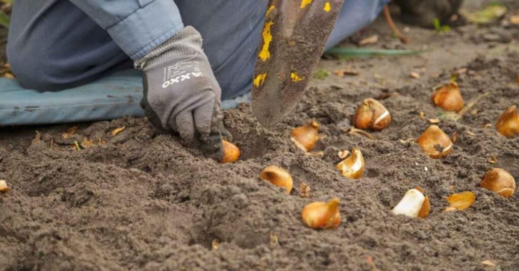 how to plant tulip bulbs 