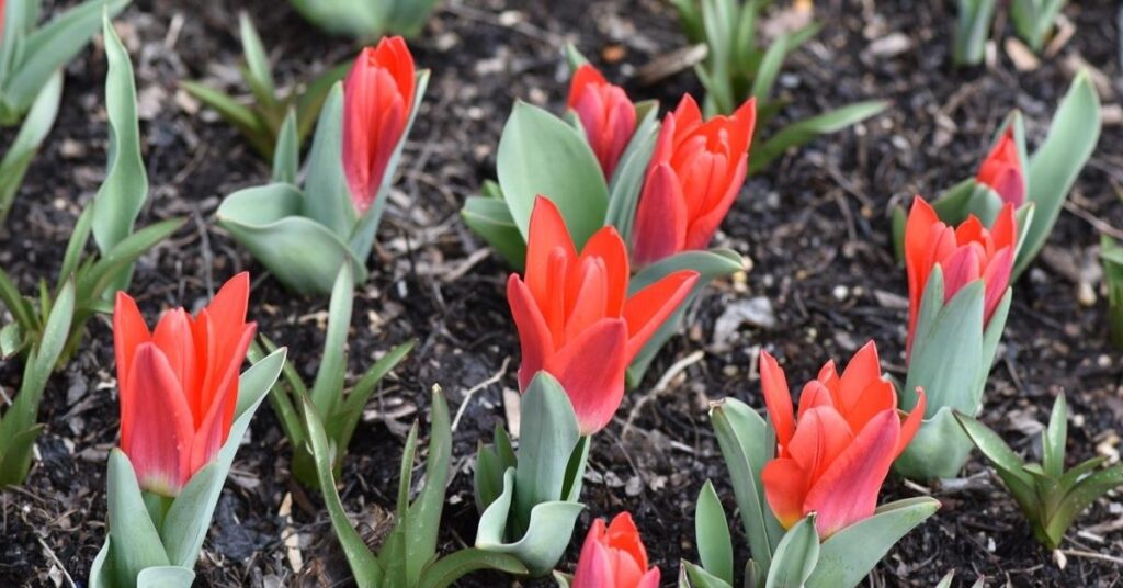 When learning how to plant tulip bulbs