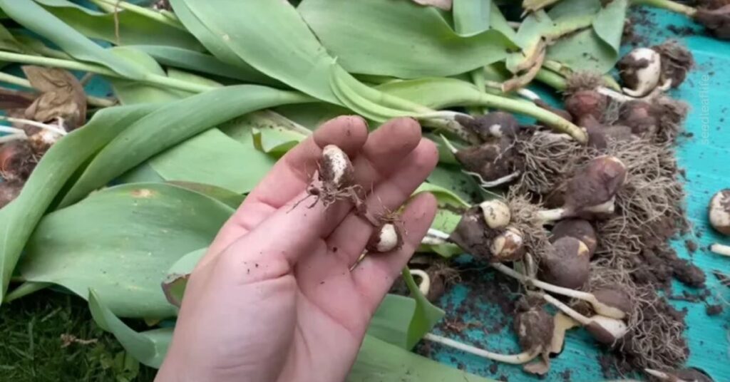 Common Mistakes to Avoid When Planting Tulip Bulbs