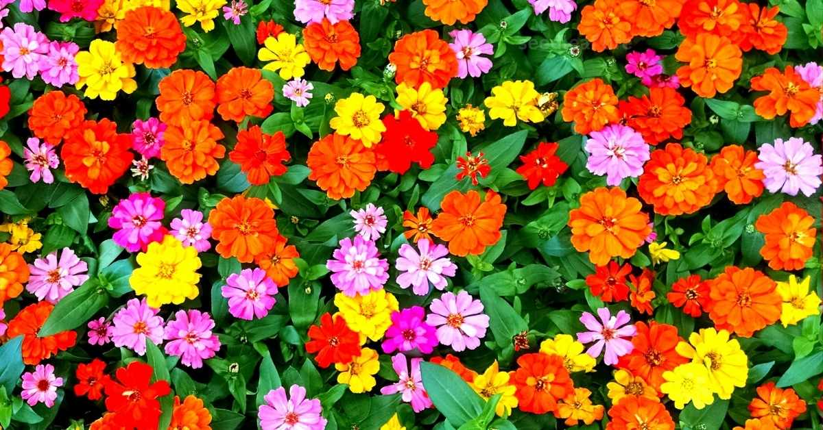 Summer Flowers: A Complete Guide to Bright, Long-Blooming Plants for the Hot Season