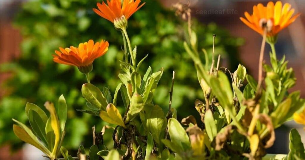 Common Problems with Summer Flowers