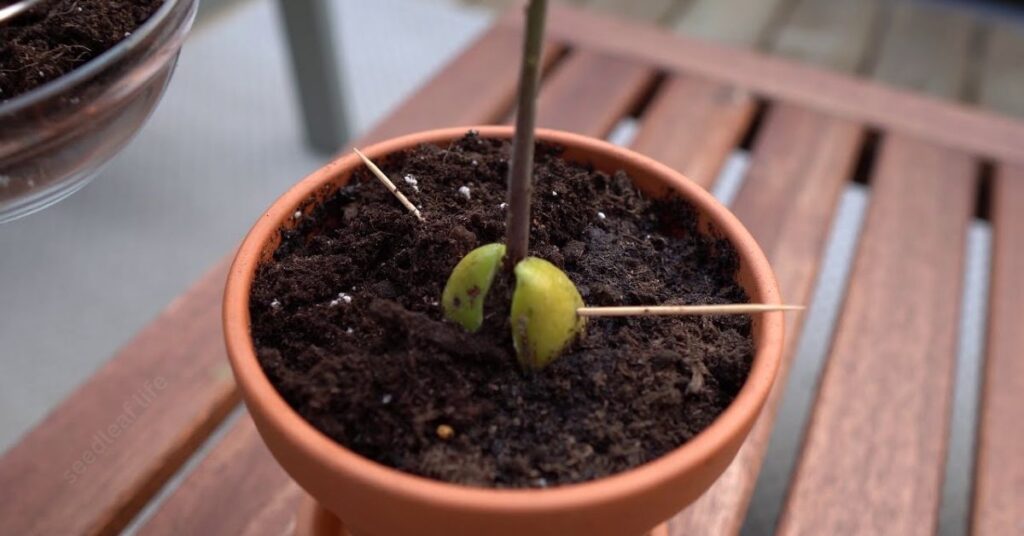 Step-by-Step Guide: How to Grow an Avocado Seed