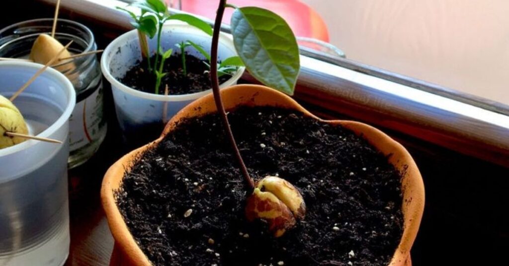 Avocado Seed in Soil