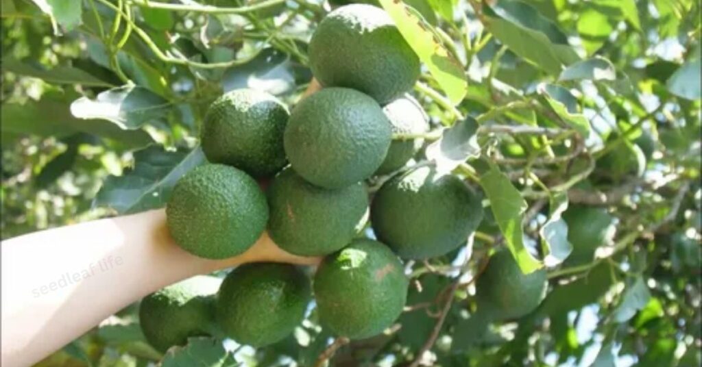 Caring for Your Avocado Plant