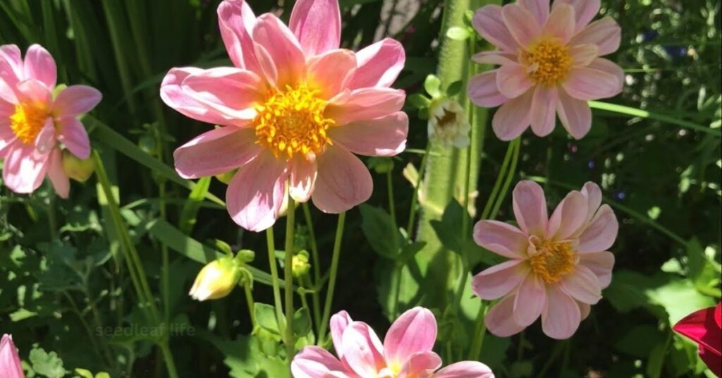 Benefits of Growing Summer Flowers