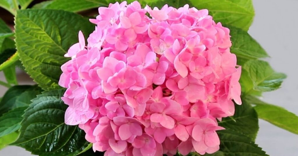 Characteristics of Ideal Summer Flowers