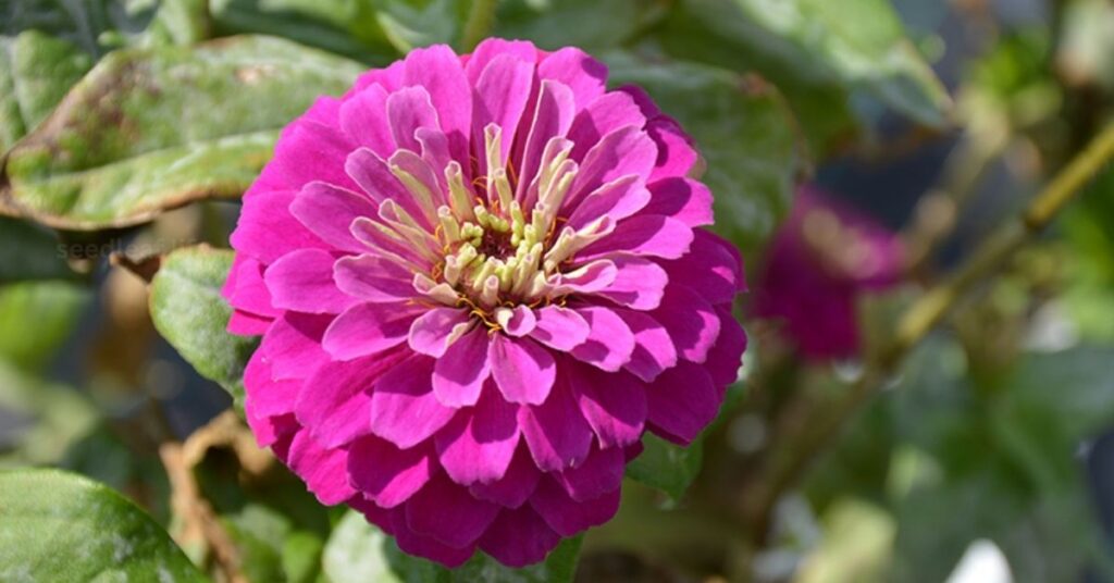 Best Summer Flowers for Gardens